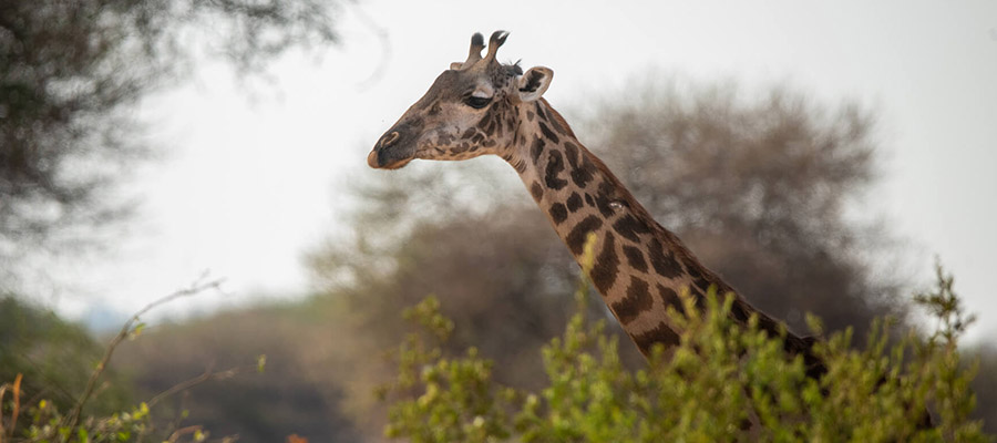 TARANGIRE NATIONAL PARK